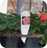 Pelargonia Calliope White 6 sztuk